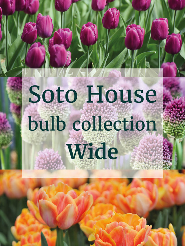 Soto House - Bulb Collection - Wide